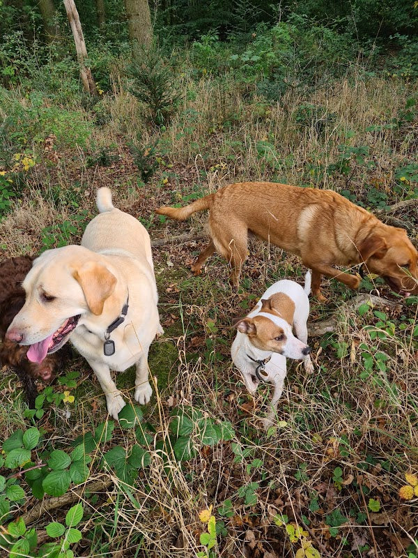 Adventure Dogs
