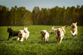 Cheshire Dog Services