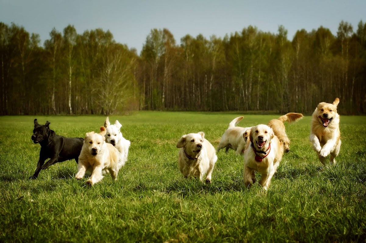 Cheshire Dog Services