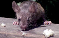 Manchester Pest Control Manchester