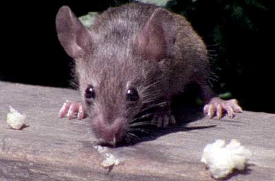 Manchester Pest Control Manchester