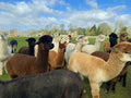 Cheshire Alpacas