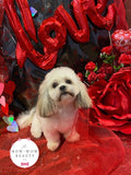 The Bow-Wow Beauty Co.