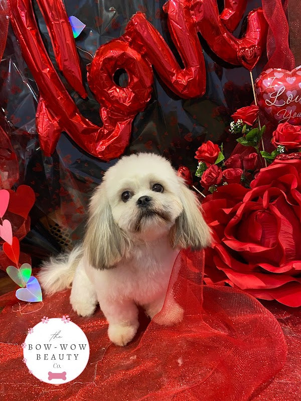The Bow-Wow Beauty Co.