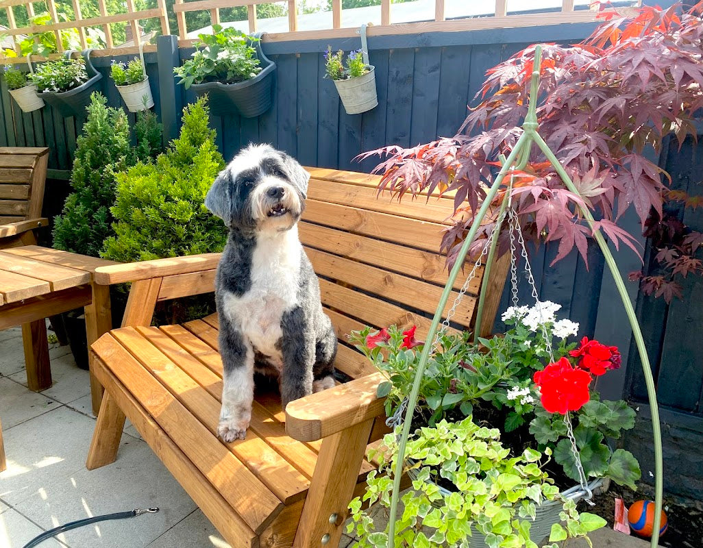 Jayde Dog Grooming