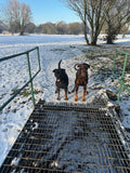 Cheeky Chops Dog Walking & Boarding