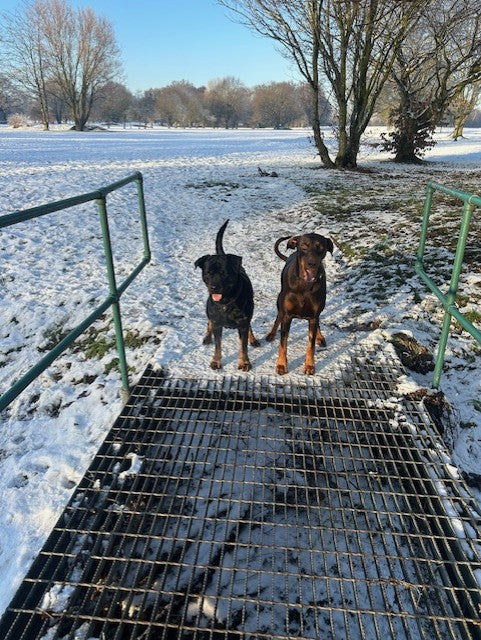 Cheeky Chops Dog Walking & Boarding