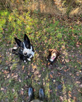 Tails N Trails Stockport Dog Walking & Pet Sitting Services
