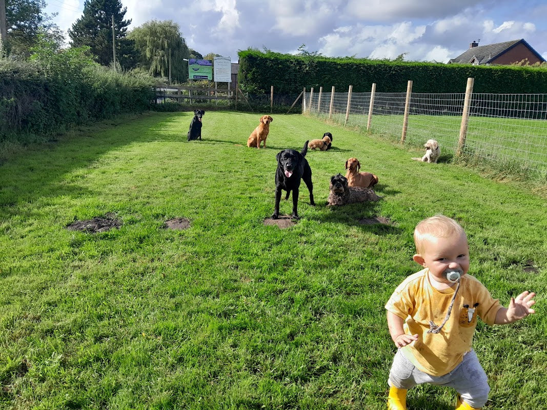 Rachaels pet services