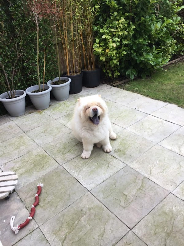 Happy Tails Congleton — Dog Walking, Boarding & Sitting