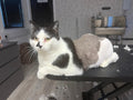 Cat grooming by Robyn