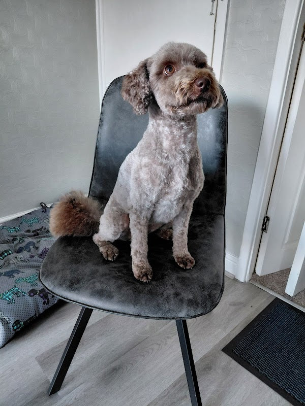 Oh My Dog