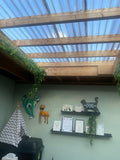 Carols Cattery