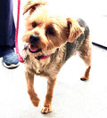 Care Vets Wirral