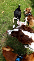 Littlepoochesdaycare