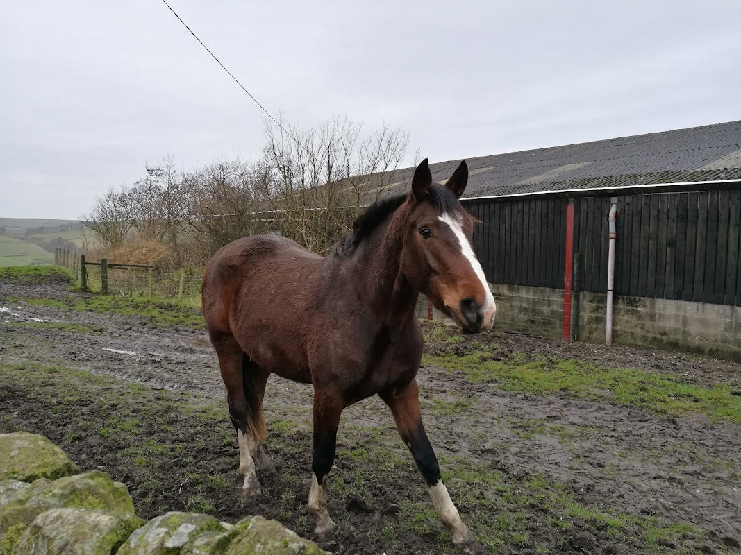 Common Barn Farm