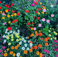Secret garden