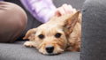 County Veterinary Centre - Sandbach