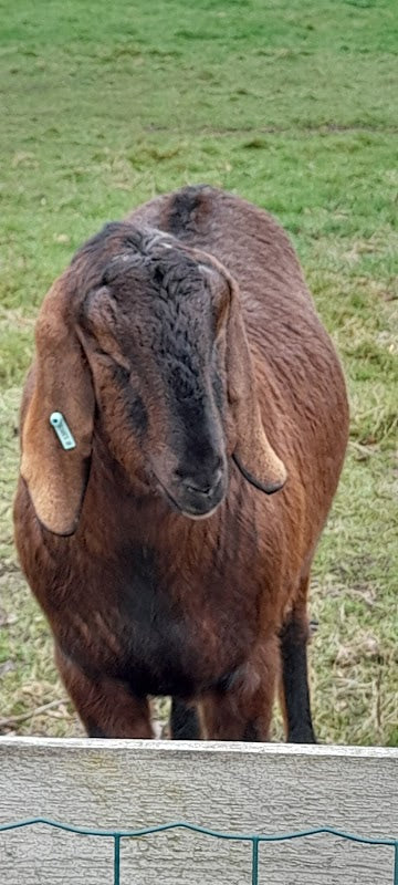 Dingle Bank Farm