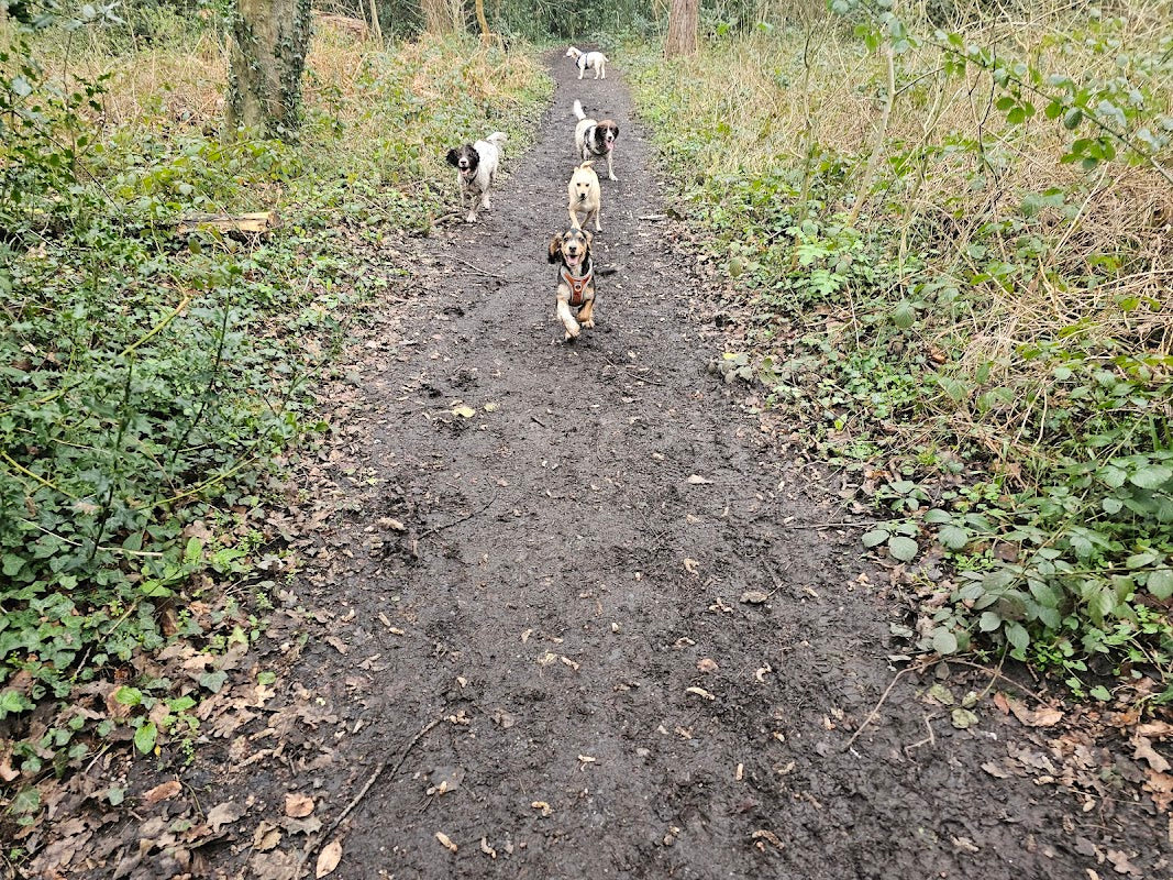 Emma's dog walking and Pet services