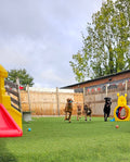 Reeva's Dog Barn - Doggy Daycare