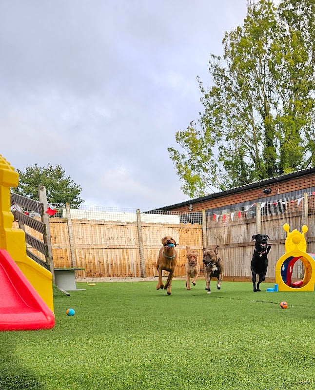 Reeva's Dog Barn - Doggy Daycare
