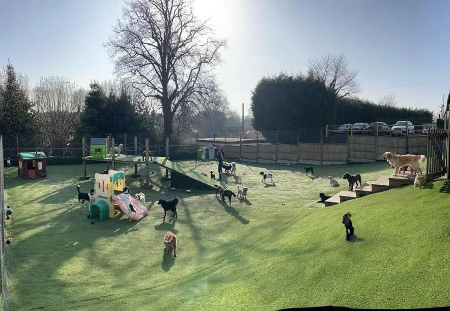 Doggy Day Care Wheelock