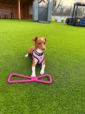 Happy Paws Train & Play