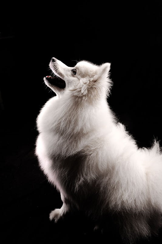 The Pawington | Luxury Doggy Daycare