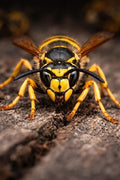 Green Guard Pest Control