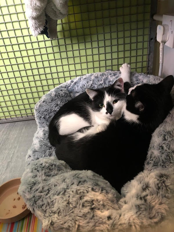 Lodge Boarding Cattery