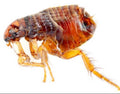 Grahams Pest Control