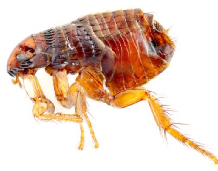Grahams Pest Control