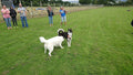 Meadow View Doggy Daycare