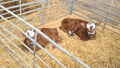 Hollins Green Farm (Jackson)