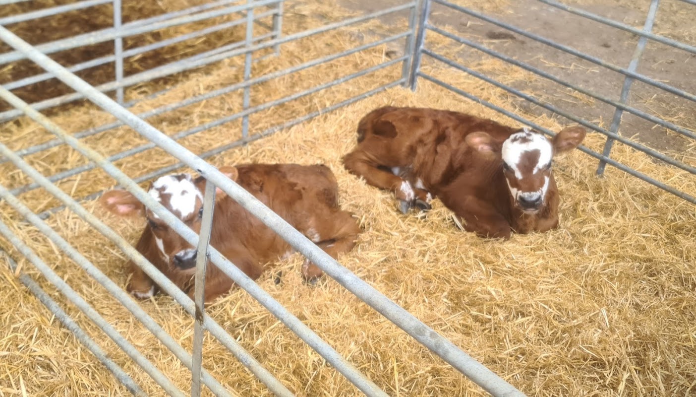 Hollins Green Farm (Jackson)