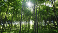 Wilmslow Tree Care