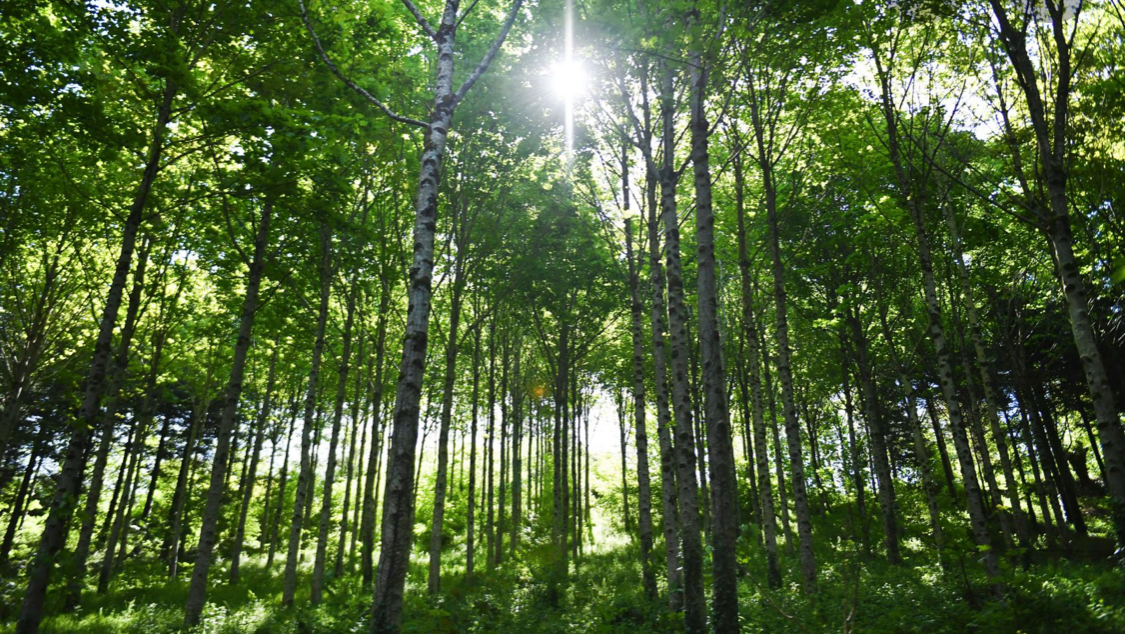 Wilmslow Tree Care