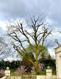 Cheshire Arb Services