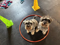 Dog Confidence