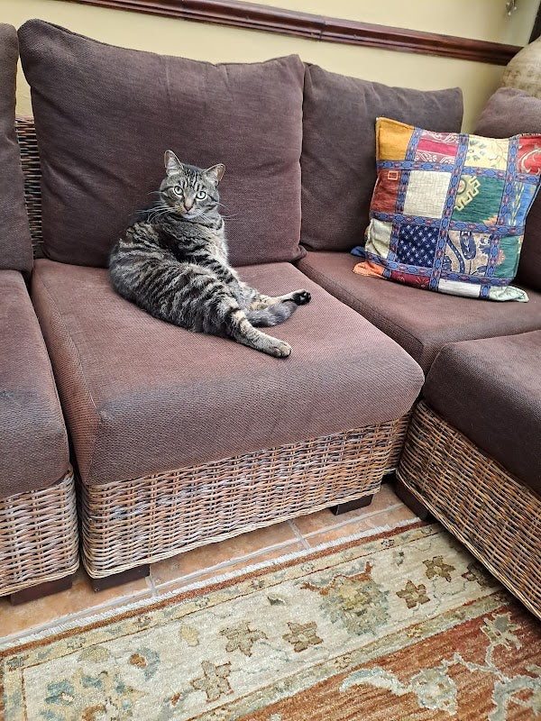 Laurels Boarding Cattery