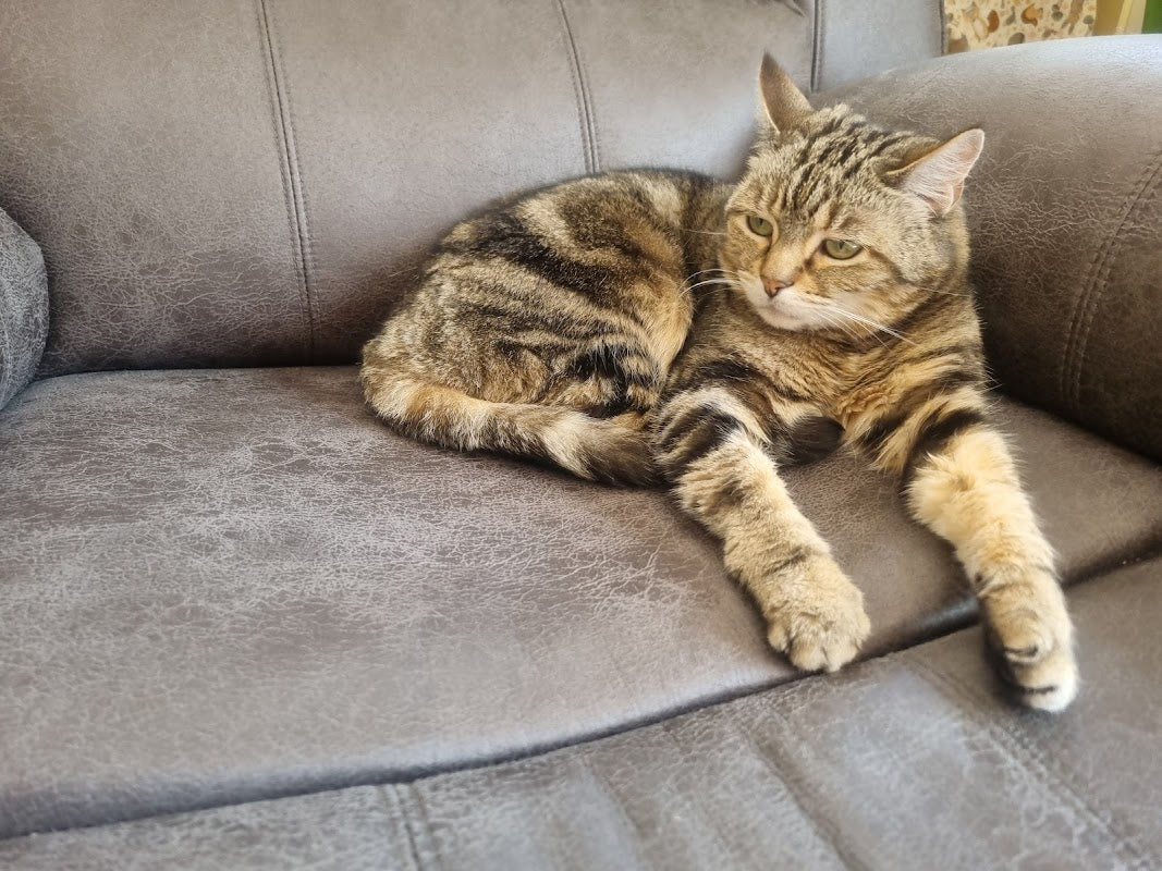 Tan House Farm Cattery