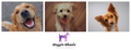 Waggin Wheels Cheshire Mobile Dog Grroming